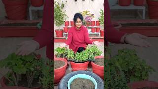 Overview of my Terrace Garden  Winter Garden Update gardening ideas decoration reels flowers [upl. by Wyne]