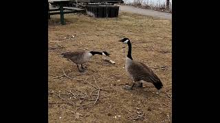 Two Canada Geese Honking At Eachother  Goose Sounds and Calls  shorts [upl. by Attecnoc]