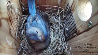 Bluebirds aggressively attack a Cowbird [upl. by Gabbie]