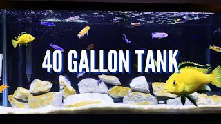 Top 5 Cichlid Tank Setups for a 40 Gallon Aquarium [upl. by Enajaras308]