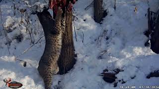 I put a beaver carcass in front of my camera then this happened [upl. by Winona]