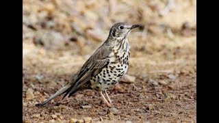 Mistle Thrush Turdus viscivorus Γερακότσιχλα  Τσαρτσάρα  Cyprus [upl. by Hillell]