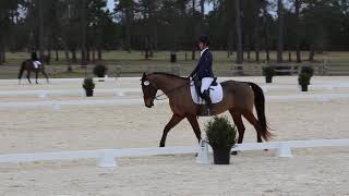 Merlin Training Level Test 3 I LOVE DRESSAGE Show 2019 [upl. by Atnoid115]