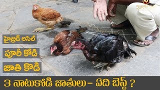 ఈ ౩ నాటుకోడి జాతుల్లో ఏది బెస్ట్  నిర్ణయం మీదే  Which breed is best for farming  Suraksha [upl. by Hoppe]