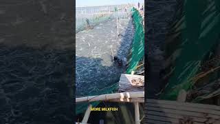 MORE MILKFISH FISHING ON HAGONOY BULACAN 84 TONS viral beach ceoseo nocopyrightmusic [upl. by Newhall]