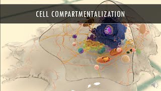 AP Biology  Topics 210211  Cell Compartmentalization [upl. by Eelsha]