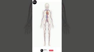 Anatomy of Blood Circulary System blood cardiovascularsystem bloodcirculatorysystem anatomy [upl. by Misak645]