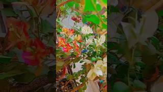 Aashiyaaan❤️ nature homegarden terracegarden flowers home ytshorts short trendingshorts [upl. by Kcinomod]