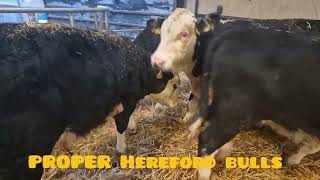 15 Proper Hereford bull weanlings [upl. by Schmidt]