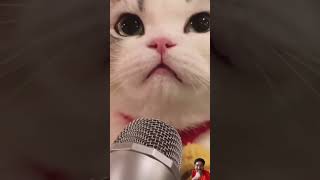 Most Funny Cat Karaoke 🎤😸😸cats cat catshorts cutecat funny 🤣🤣🤣 [upl. by Allehcram63]