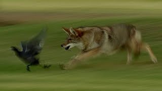 Coyote Hunts Birds  BBC Earth [upl. by Wilfrid986]