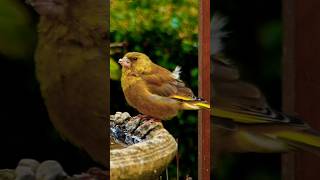 Floofy greenfinch [upl. by Vivle]