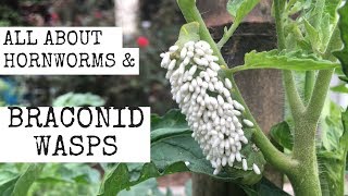 All about Hornworms amp Braconid Wasps [upl. by Madella]