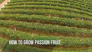 How to grow PASSION FRUIT [upl. by Le201]