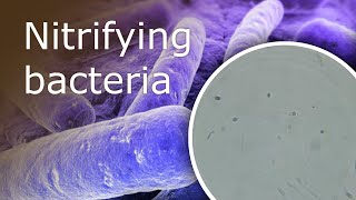 All About Nitrifying Bacteria in Your Aquarium What they Are and Where Can You Find Them [upl. by Annawoj792]