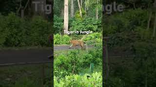 Tiger in Masinagudi forest area  tiger road crossing [upl. by Nnylram487]