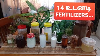 14 Everyday fertilizer for any plants Tamil [upl. by Pineda]