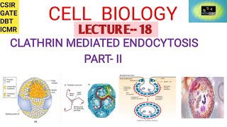 CELL BIOLOGY CLATHRIN MEDIATED ENDOCYTOSIS II  FERROTRANSFERRIN  CSIR  GATE  DBT ICMR [upl. by Yrakcaz476]