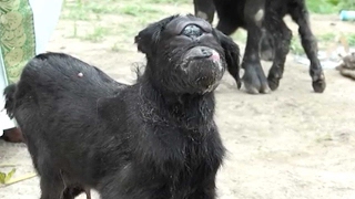 Goat Born With One Eye [upl. by Fabiola]