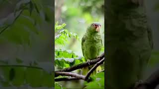 Popu🦜 viralsong Petlover parrotsong tota [upl. by Carmita281]