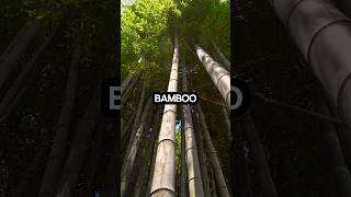 shorts didyouknow bamboo isnt a tree 🎍🎋🎋 [upl. by Nosnev]