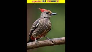 oxpecker bird क्या करता है shorts5 [upl. by Dreyer914]