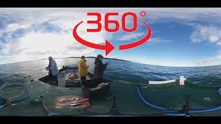 Pêche de la roussette en bateau VR 360° [upl. by Alviani]