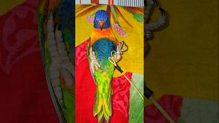 Rainbow lorikeet training season lorikeet rainbowlorikeet parrot parrottalking birds shorts [upl. by Ahsenrad88]