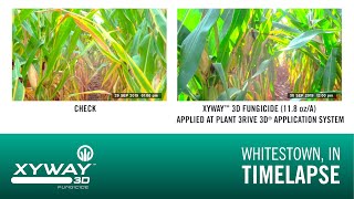 Xyway™ 3D Fungicide Time Lapse of Residual Control In Corn [upl. by Sandie563]