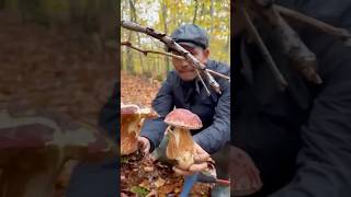 Porcini Super pinicola 2024 Porcini boletus viralvideo viralreels viralshorts fun fungi [upl. by Dagney705]