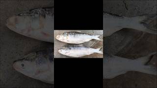 Ilish মাছ এর্ vapashorts food cooking fish youtube thakuma [upl. by Tony]