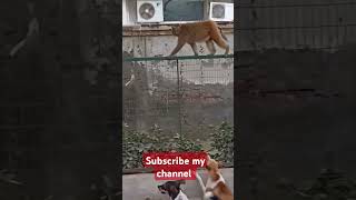 Kutte aur Bandar Ki Ladai monkeyanddogfight dog monkeyfight comedy funny [upl. by Ferreby]