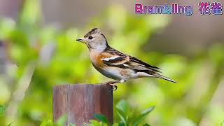 Brambling 花雀 [upl. by Lilian]