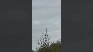 Roosting Linnet Flying Above Treeline birds avian nature [upl. by Nnad]