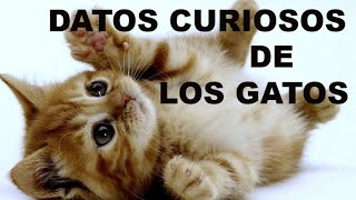 DATOS CURIOSOS de los GATOS [upl. by Frida]