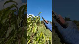 Pruning a Peach Tree for Healthier Growth 🌳✂️ asmr satisfying gardenharvest fruit fruitharvest [upl. by Eurydice]