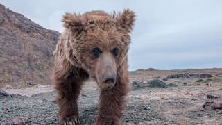 The Gobi Bear  A Rare Threatened Creature [upl. by Conall651]