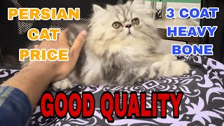 persian cat price in india  persian cat [upl. by Omiseno98]