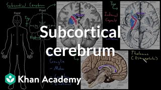 Subcortical cerebrum  Organ Systems  MCAT  Khan Academy [upl. by Ahseila]