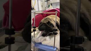 Short story on brachycephalic positioned for surgery [upl. by Mailand]