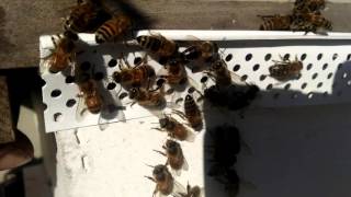 Swarm Commander Strikes Again  Free Honey Bees in the Swarm Trap [upl. by Dorothi]