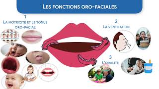 24  Les fonctions orofaciales en orthophonie questce que cest [upl. by Alul]