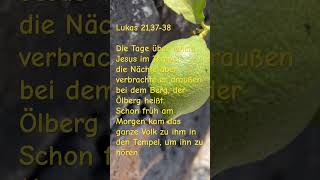 Jesus verbringt Zeit in der Natur Das ist auch für uns wichtig Gerade jetzt Lukas 213738 [upl. by Ynohtnacram]