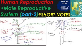 MS Reproductive System AampP Review [upl. by Owens952]