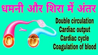 धमनी और शिरा में अंतर  Differences between Arteries and Veins  Double Circulation  Cardiac cycle [upl. by Quenna]