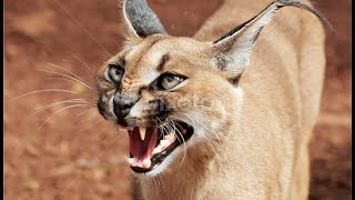 Amazing Caracal Jumps of 5 Meters Up To Hunt Birds  jarade Channel [upl. by Enitsed461]