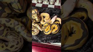 The entire desert ghost clown clutch ballpython snake desertghost [upl. by Elocaj]