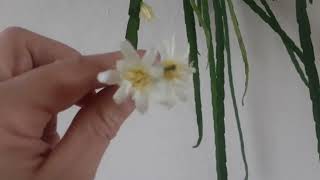 Blooming Lepismium Houlletianum and Lepismium bollivianum  Flowers of epiphytic cactus [upl. by Yhtomit]