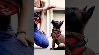 🦮🦮🦮malinois dogtraining germanshepherd doglover pitbull becgie belgianmalinois [upl. by Jumbala74]