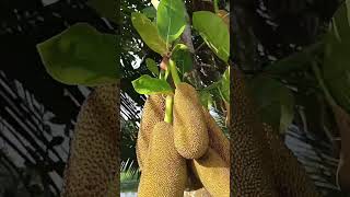 Our fruitful jackfruit tree at riverside rurallife gardening nature countryside [upl. by Ahsennek908]